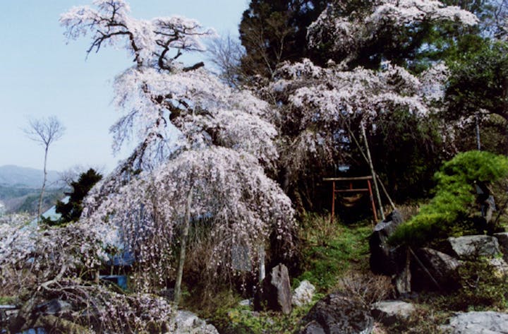 剛叟寺の枝垂桜