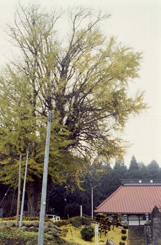 長源寺の大イチョウ