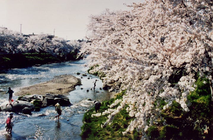 大滝根河畔の桜並木
