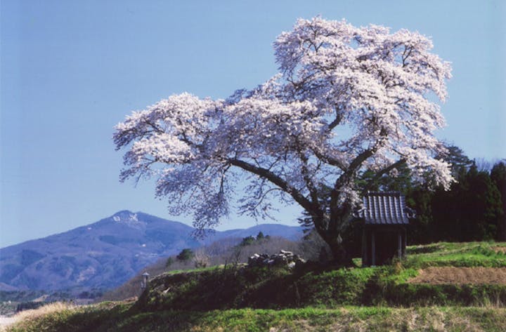 小沢の桜