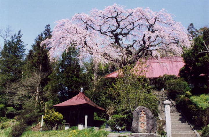 大聖寺の紅しだれ桜
