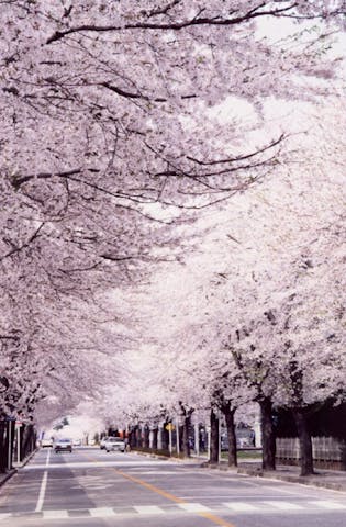 夜の森の桜並木