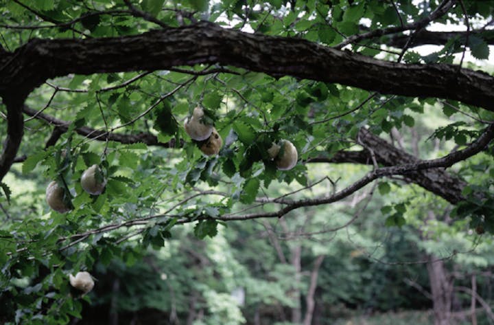 平伏沼のモリアオガエル