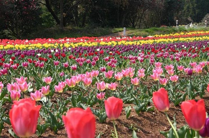 チューリップ祭り（福島県新地町）