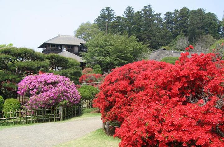 第37回水戸のつつじまつり