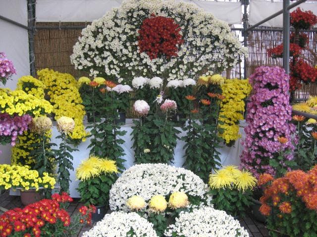 水戸市市制施行130周年記念　第45回水戸の菊花展