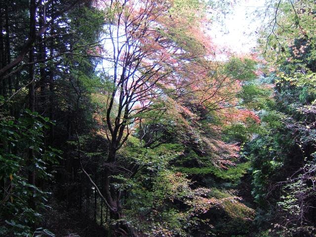竪破山ハイキングコース