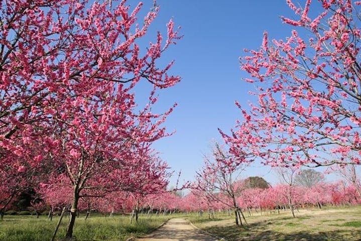 【2021年開催中止】第45回 古河桃まつり