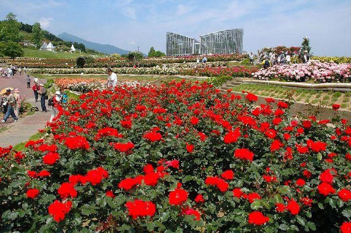 バラまつり（茨城県石岡市）