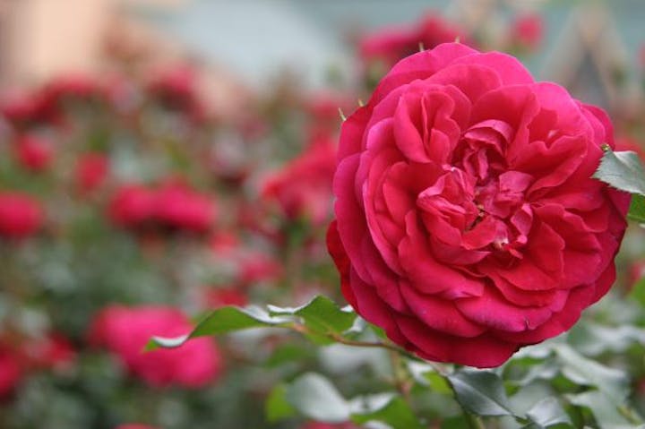 【2020年度中止】秋バラまつり