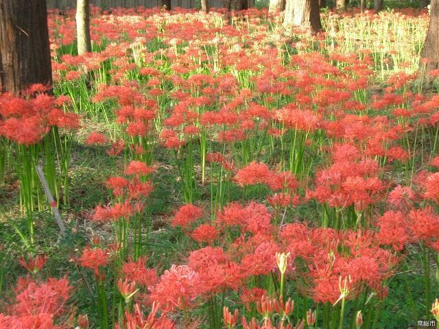 弘経寺の彼岸花