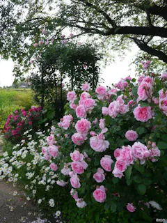 弘経寺の彼岸花 アソビュー