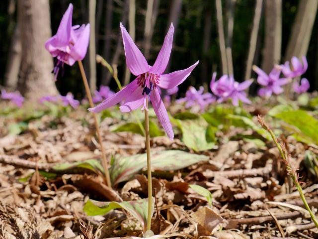姫カタクリまつり
