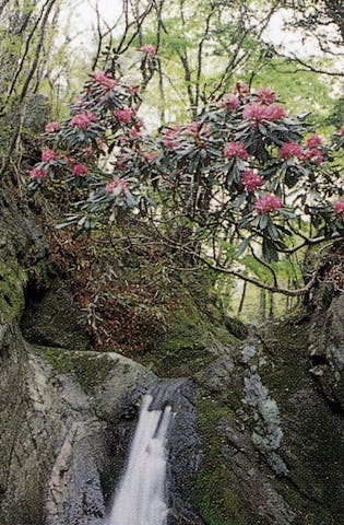 北茨城市の花【まとめサイト】