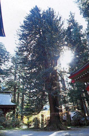 花園のコウヤマキ