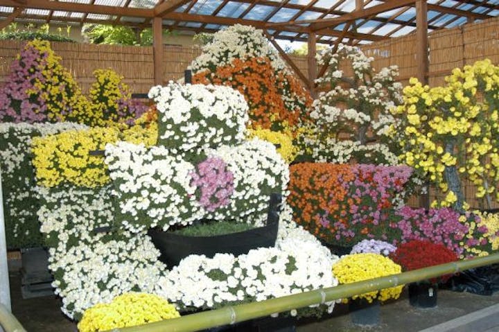 笠間の菊まつり