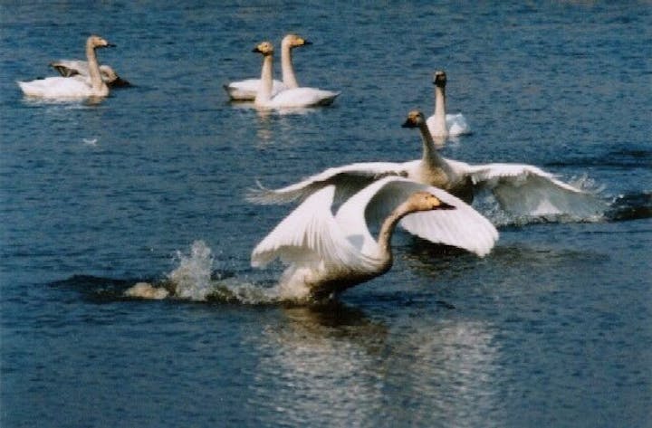 菅生沼の白鳥