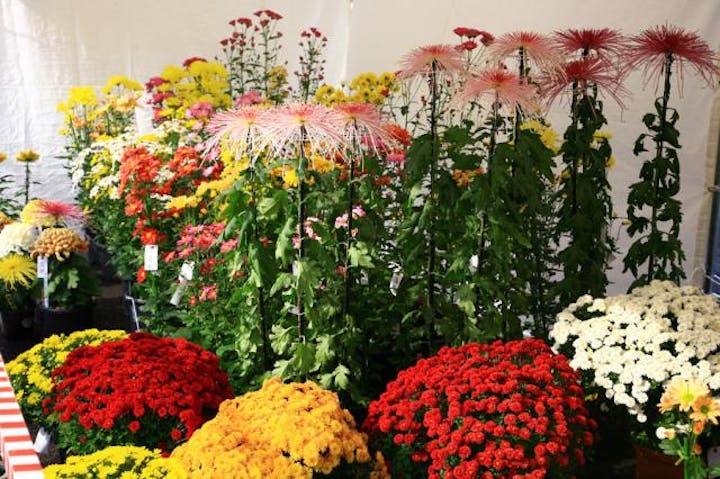 【2020年度中止】うしく菊まつり