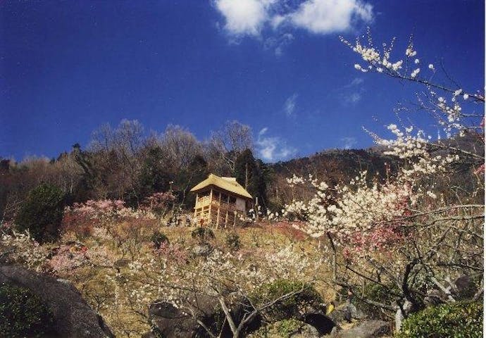 筑波山梅まつり