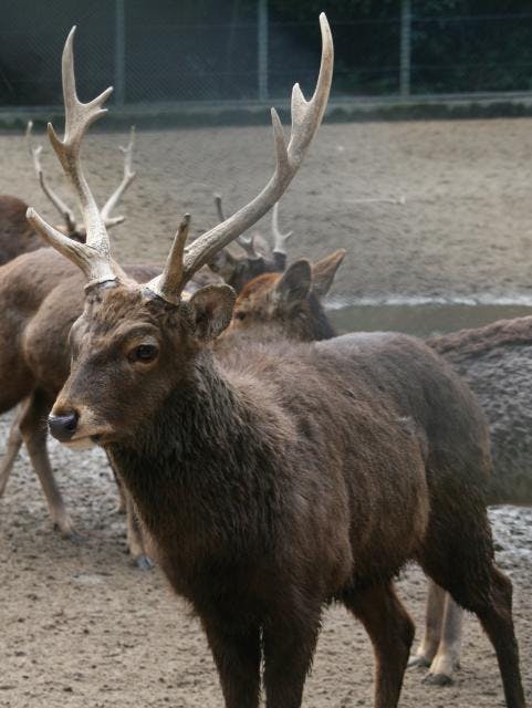 鹿 奈良の鹿の豆知識 – 奈良藤枝珈琲焙煎所