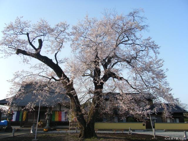 歓喜寺江戸彼岸桜