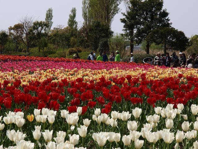 【2021年開催中止】稲敷チューリップまつり