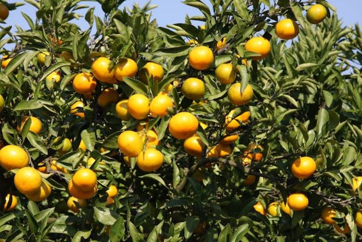 酒寄観光みかん組合