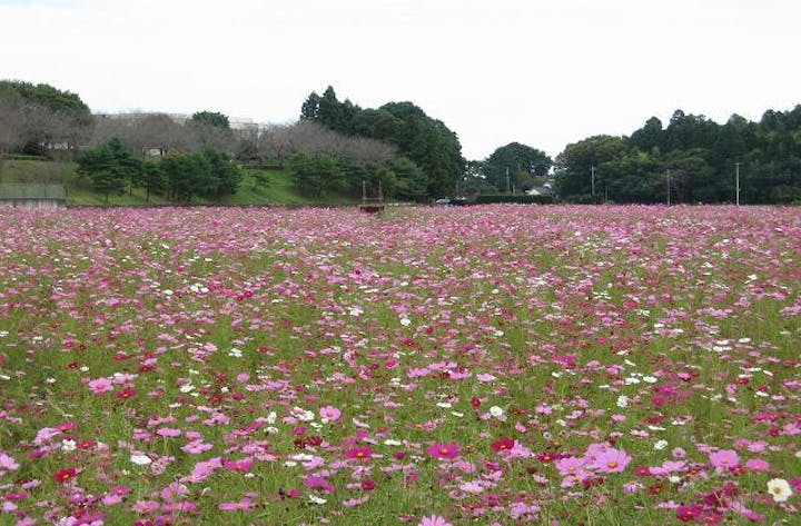 希望ヶ丘花の香る里
