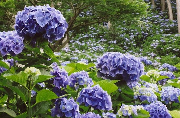 ひぬまあじさいまつり