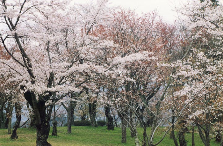 桜川のサクラ