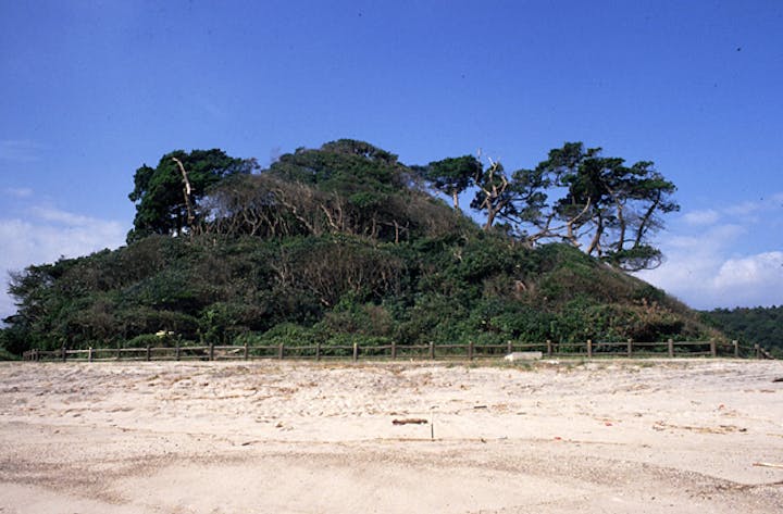 いぶき山イブキ樹叢