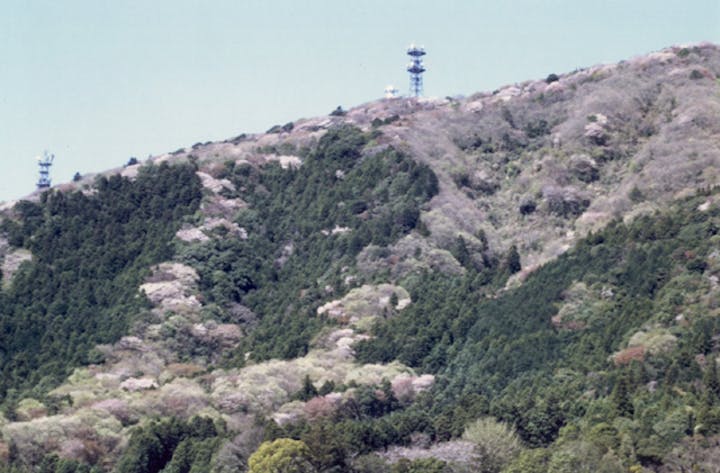 成沢の山桜