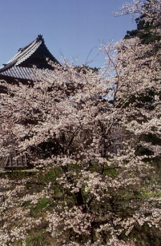 雨引観音の桜