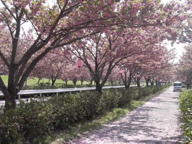 桜の森パーク