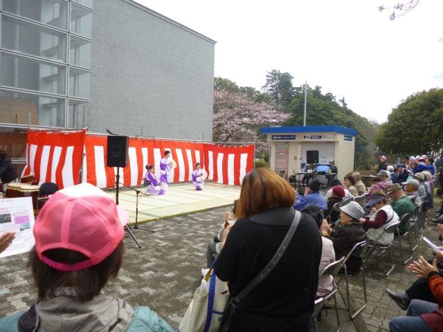 さくらまつり（茨城県利根町）