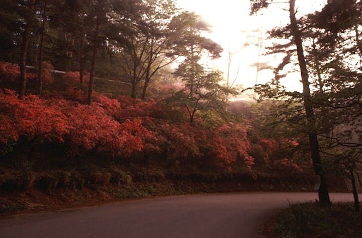 太平山のツツジ