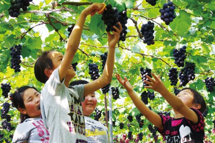 太平山南山麓ブドウ狩り