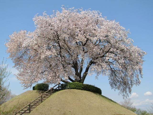 つがの里シンボル山桜