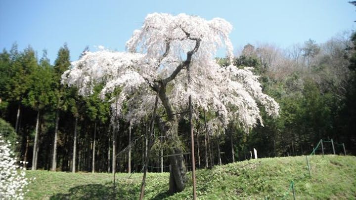 龍興寺のしだれ桜