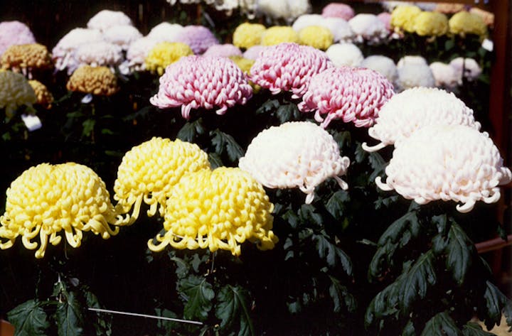 関東菊花競技大会