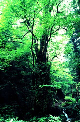 石裂山の千本桂