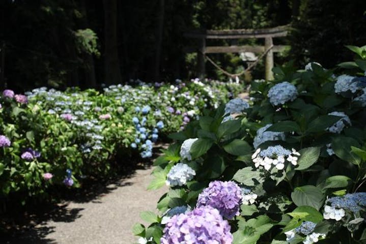 【中止】磯山神社あじさい祭り