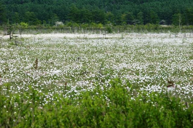 戦場ヶ原 奥日光】4K ホザキシモツケ咲く！戦場ヶ原 〜 湯ノ湖一周