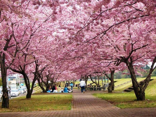 【2021年開催中止】おやま二千本桜まつり