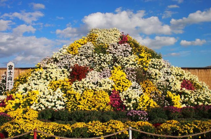 第68回小山市菊花大会