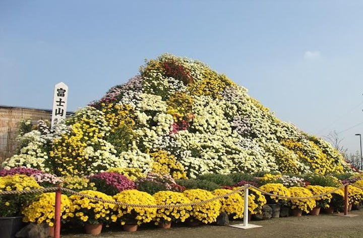 小山市菊花大会