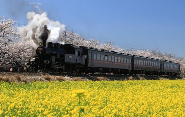真岡の一万本桜まつり