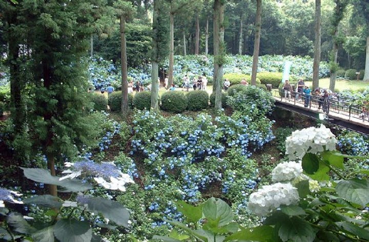 【中止】芭蕉の里「くろばね紫陽花まつり」