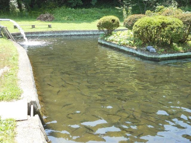 金精川のます池