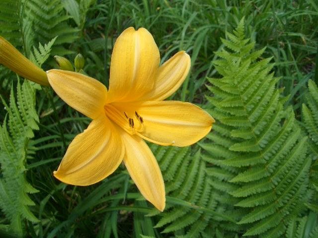 沼ッ原湿原のニッコウキスゲ